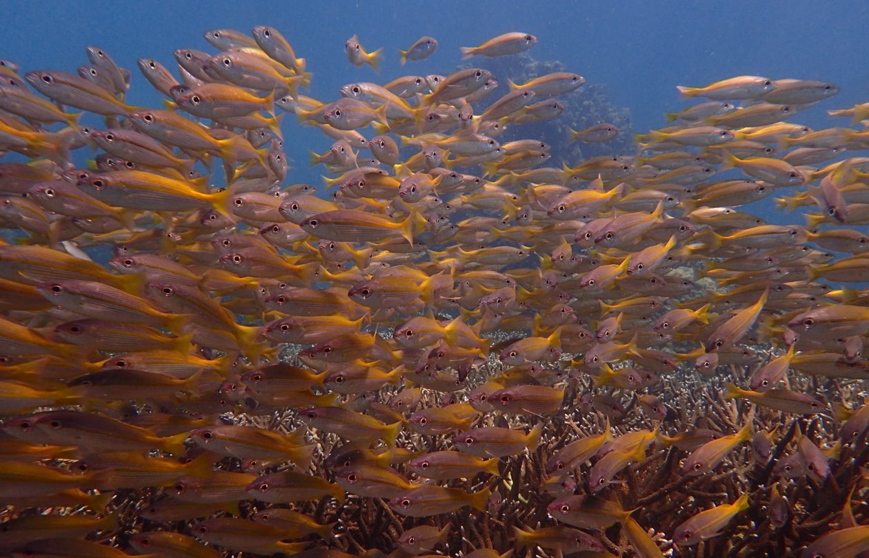 Thailand 2016: Marine Conservation Effort