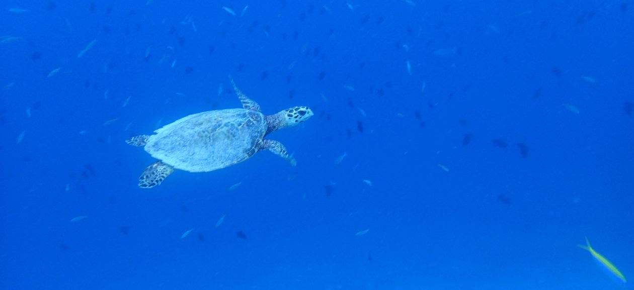 Thailand 2016: Marine Conservation Effort